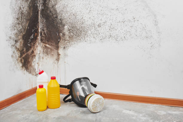 Mold Testing and Removal in Butler, PA