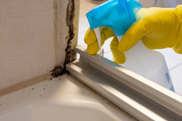 Best Local Mold Removal Service  in Butler, PA