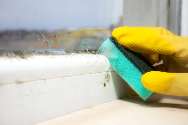 Best Office Mold Removal Services  in Butler, PA