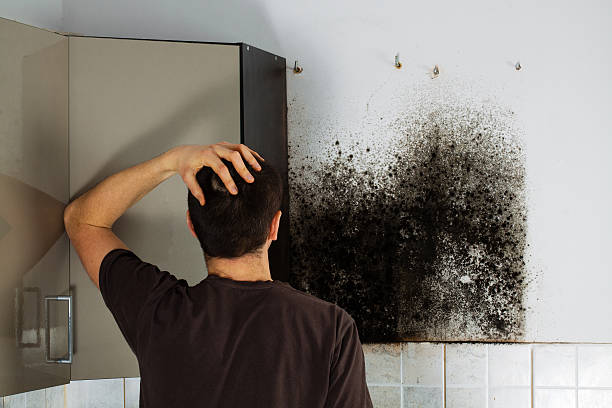 Best Crawl Space Mold Removal  in Butler, PA