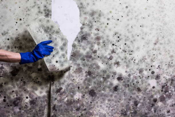Best Affordable Mold Removal  in Butler, PA