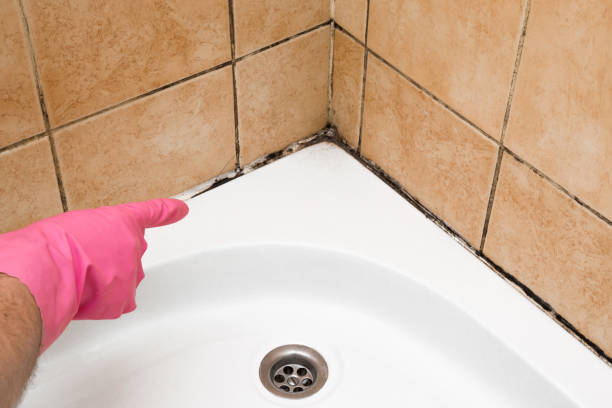 Best Toxic Mold Removal  in Butler, PA